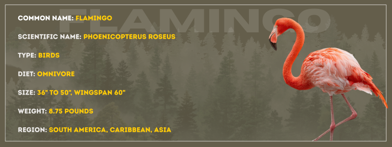 Flamingo