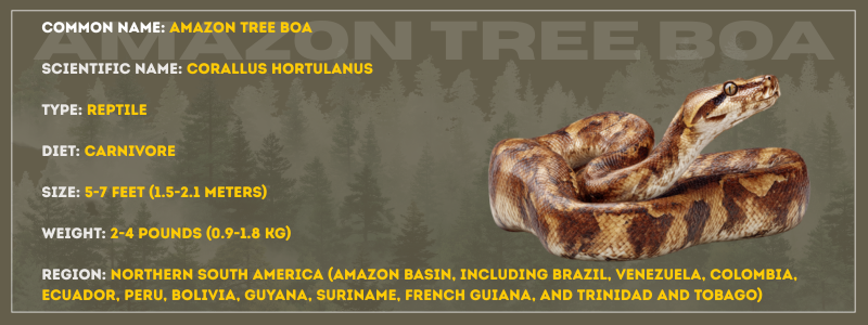 Amazon Tree Boa