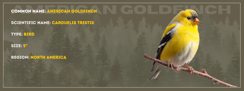 American Goldfinch