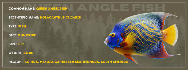 Queen Angel Fish