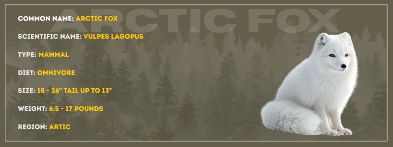 Arctic Fox