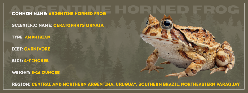 Argentine Horned Frog