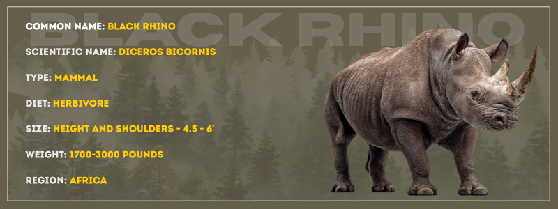 Black Rhino