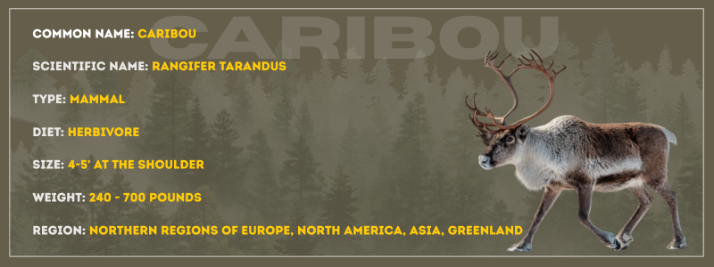 caribou