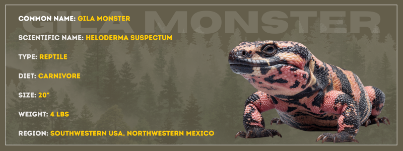 Gila Monster