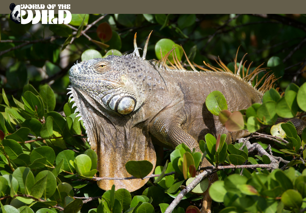 Iguana