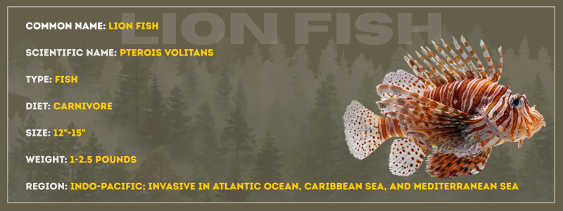 Lion Fish