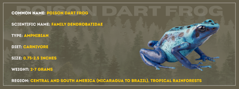 Poison Dart Frog