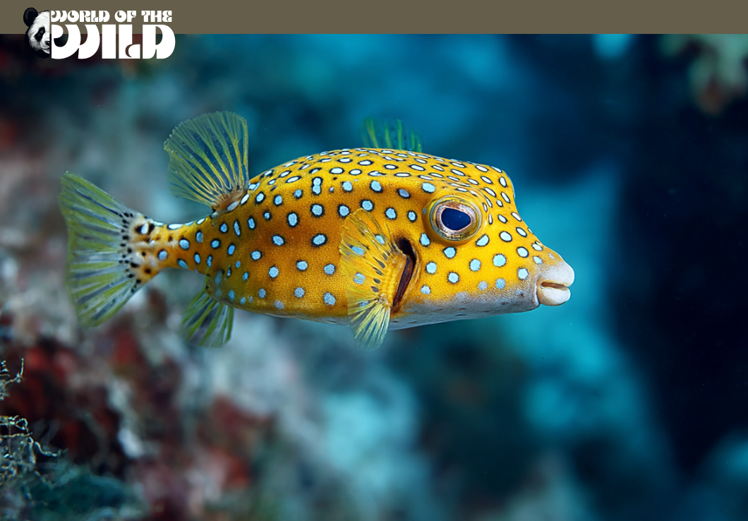 Yellow Spotted Boxfish