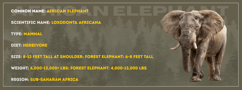African Elephant