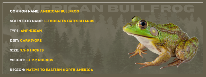 American Bullfrog