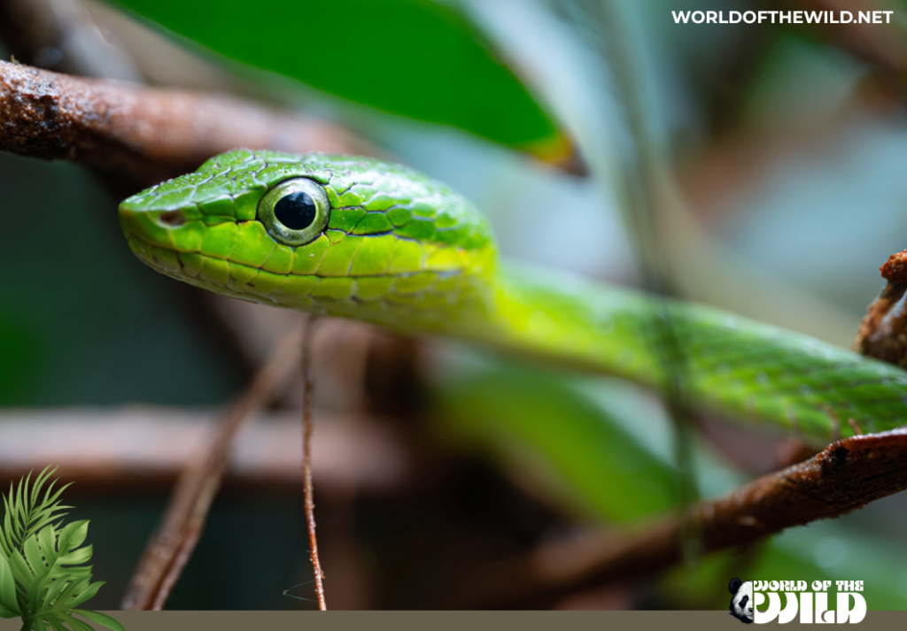 Asian Vine Snake