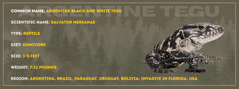 Argentine Black and White Tegu