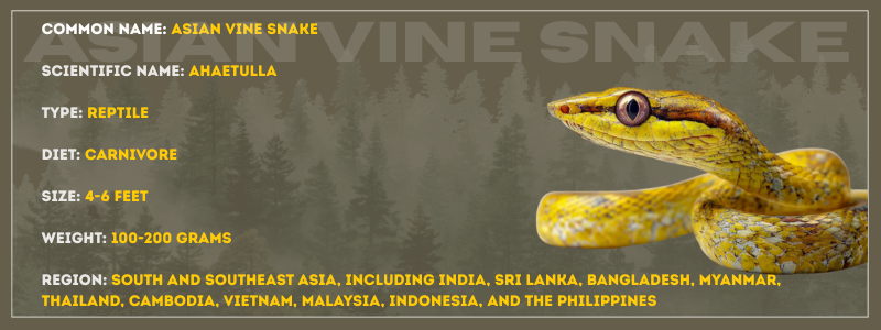 Asian Vine Snake