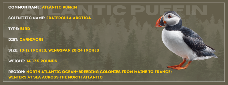 Atlantic Puffin