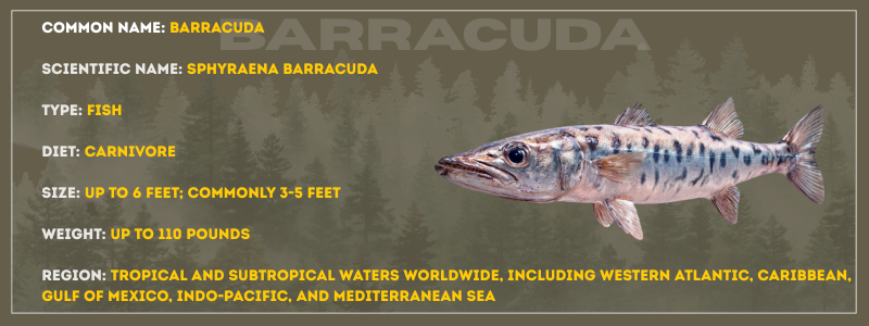 Barracuda