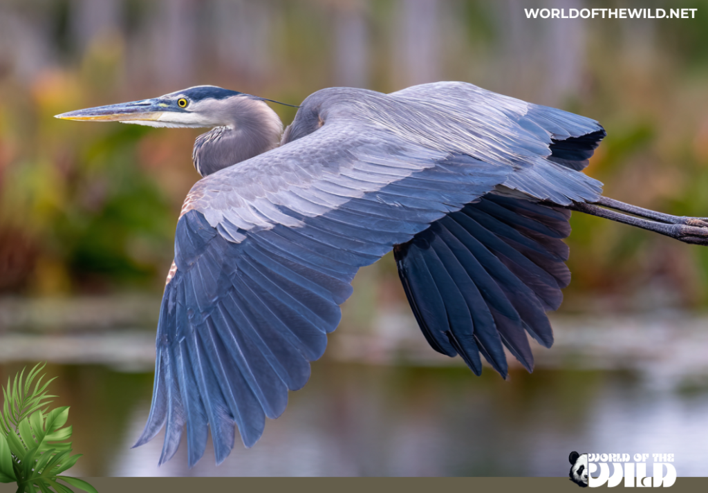 Blue Heron
