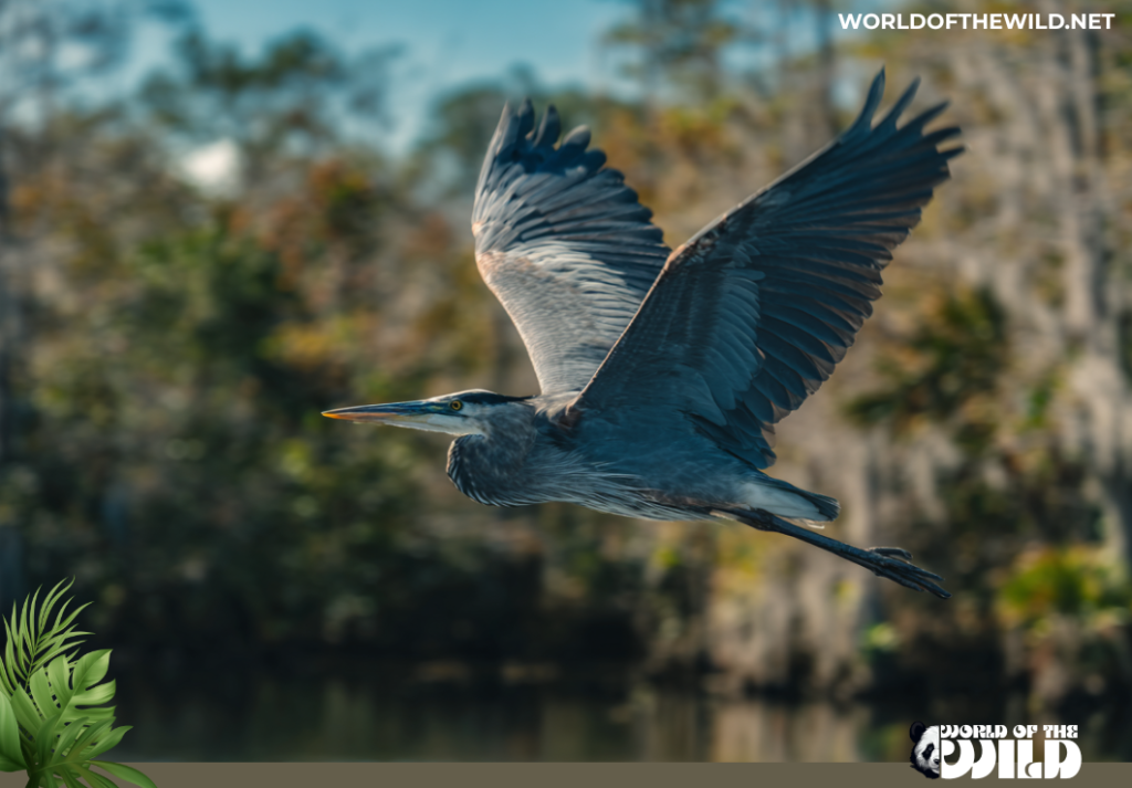 Blue Heron