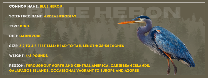 Blue Heron