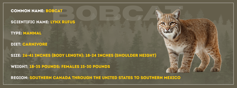 Bobcat