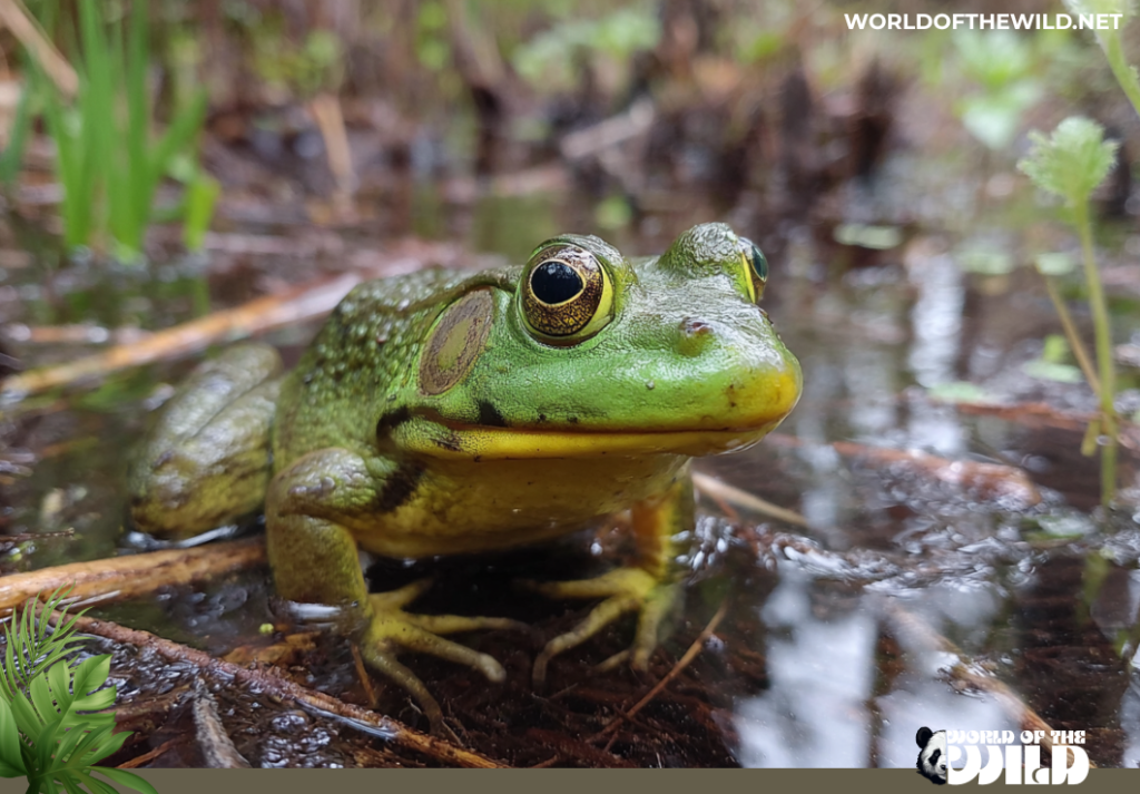 American Bullfrog