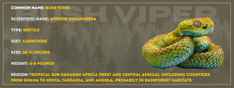 Bush Viper