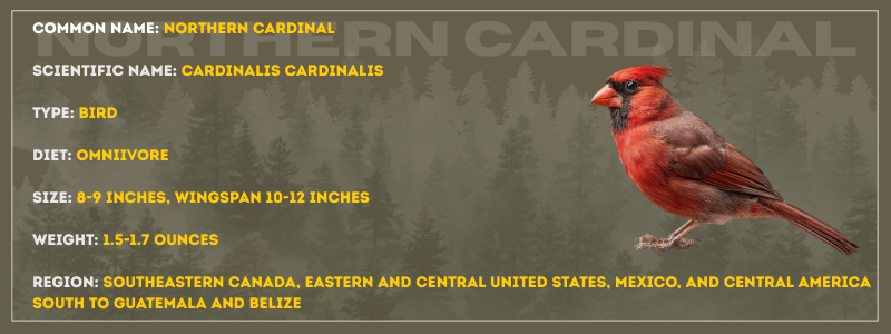 Northern Cardinal