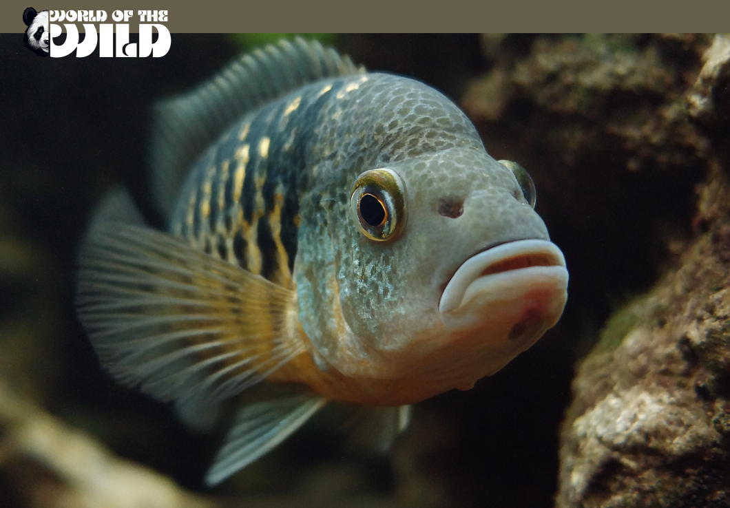 Convict Cichlid