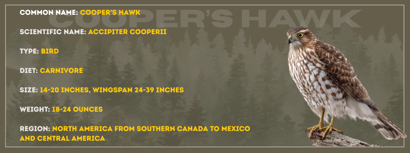 Cooper's Hawk