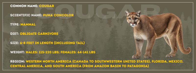 Cougar