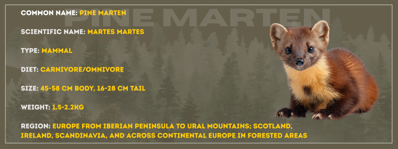 European Pine Martin