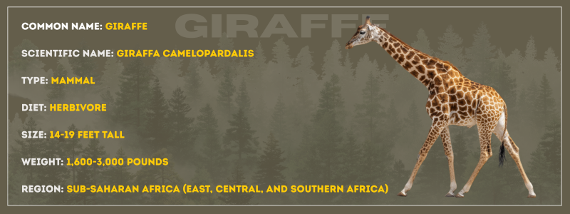 Giraffe