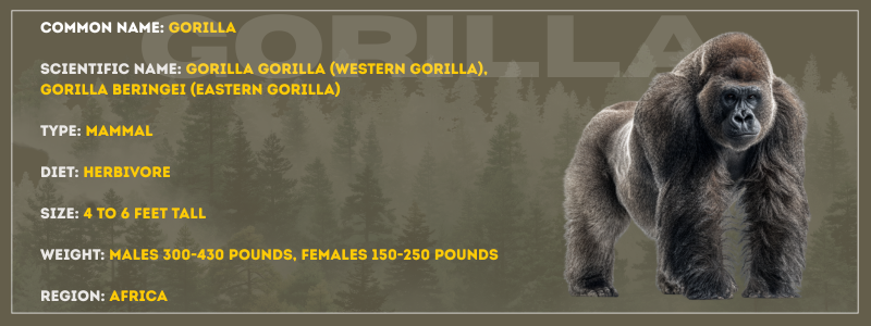 Gorilla
