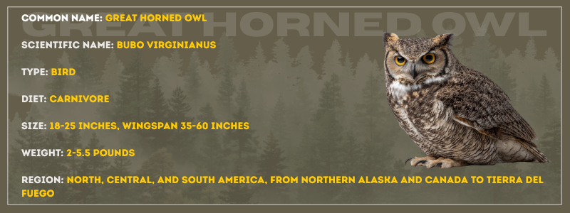 Great Horned Owl