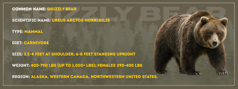 Grizzly Bear
