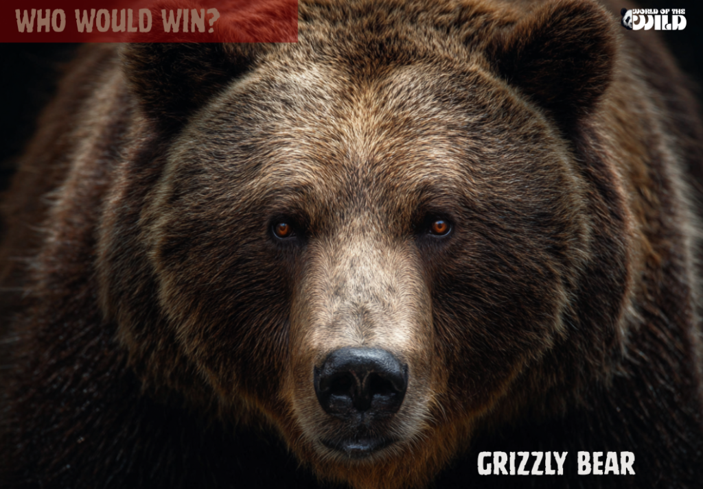 Who would win? Grizzly Bear vs Polar Bear