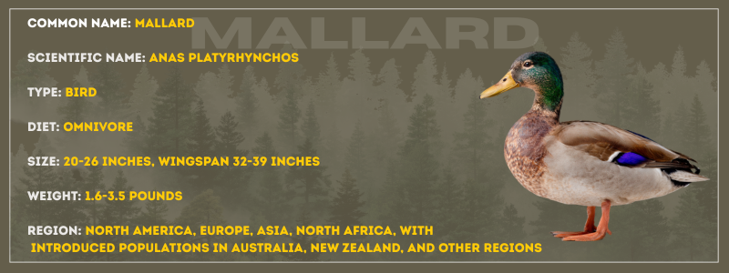 Mallard