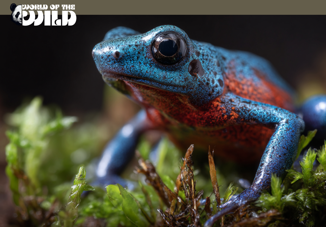 Mantella Frog