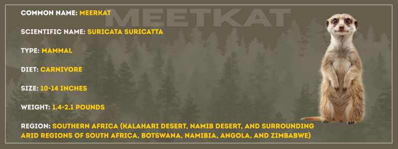 Meercats