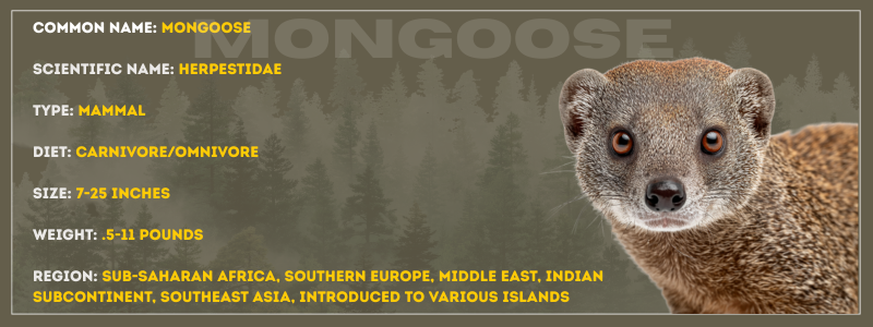 Mongoose