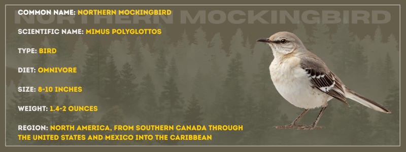 Northern Mockingbird