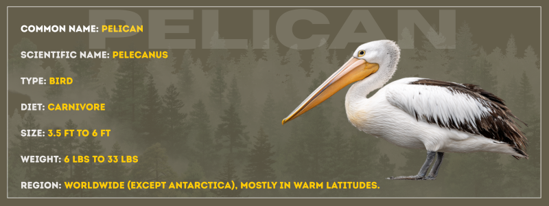 Pelican