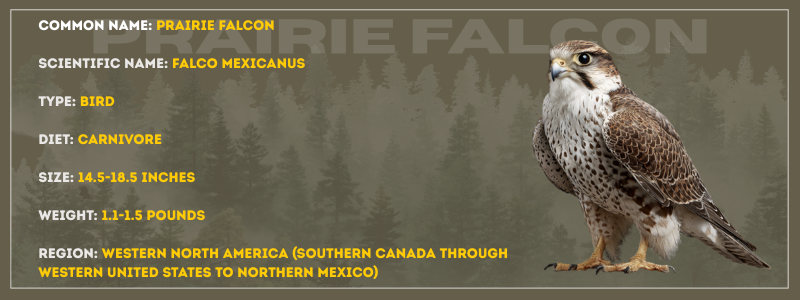 Prairie Falcon