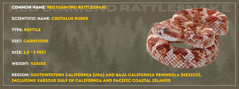 Red Diamond Rattlesnake