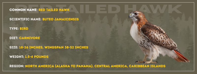 Red Tailed Hawk