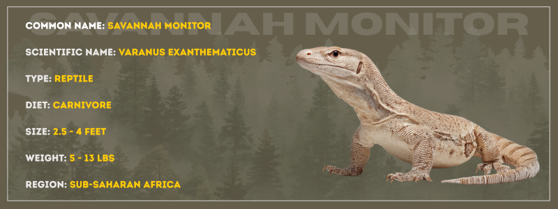Savannah Monitor