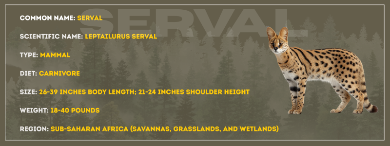 Serval