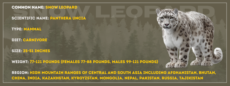 Snow Leopard