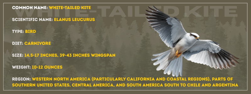 White Tailed Kite