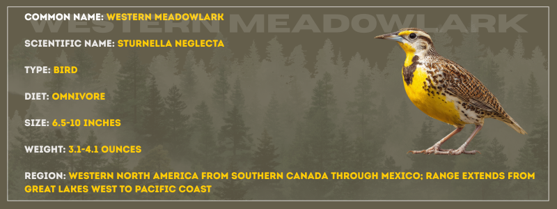 Western Meadowlark